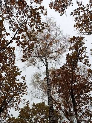 В Орле появится сквер имени князя Дмитрия Пожарского В Орле появится сквер имени князя Дмитрия Пожарского
