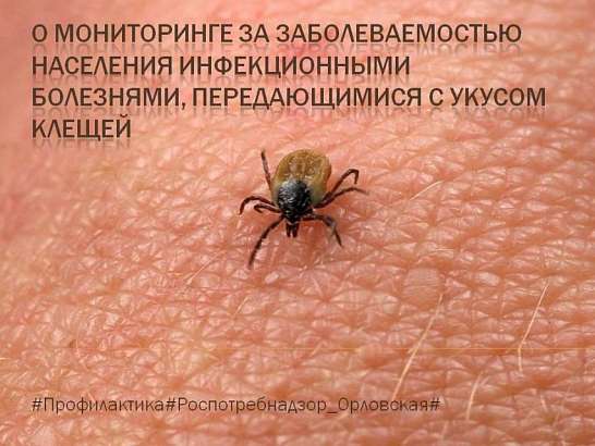 В Орловской области продолжается сезон клещей В Орловской области продолжается сезон клещей