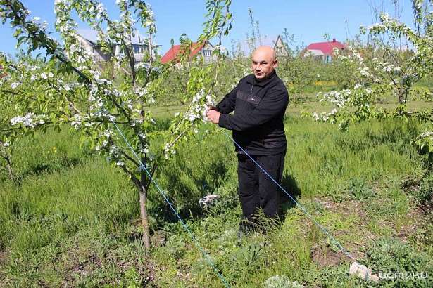 Садовод из Ливен планирует посвятить новый сорт яблони своей малой родине Садовод из Ливен планирует посвятить новый сорт яблони своей малой родине