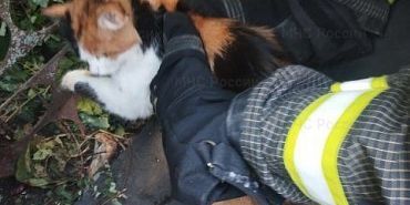 Жизнь кота нелегка: в Ливнах кот, удирая от собак, попал в капкан, а затем застрял в заборе Жизнь кота нелегка: в Ливнах кот, удирая от собак, попал в капкан, а затем застрял в заборе