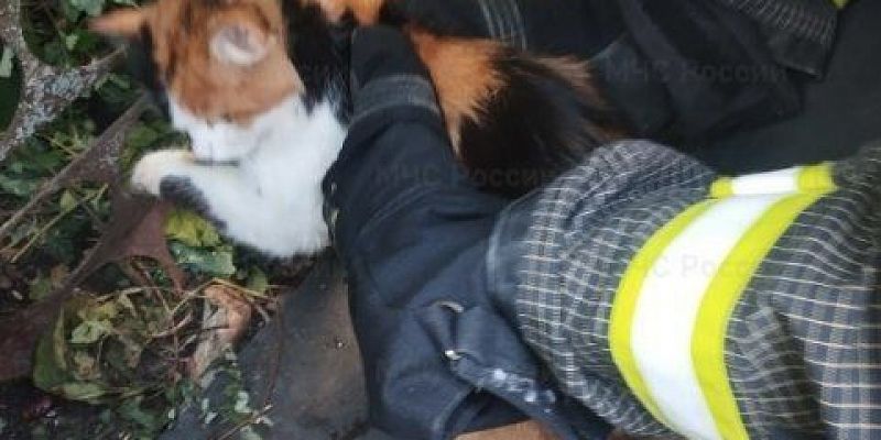 Жизнь кота нелегка: в Ливнах кот, удирая от собак, попал в капкан, а затем застрял в заборе Жизнь кота нелегка: в Ливнах кот, удирая от собак, попал в капкан, а затем застрял в заборе