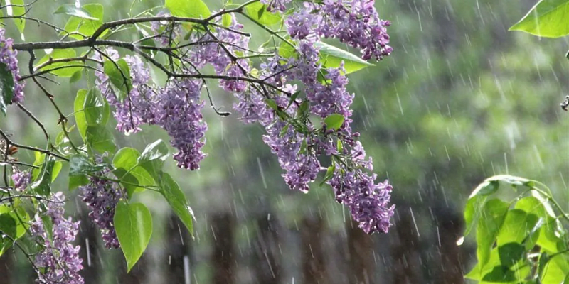 погода дождь майские праздники Орловчан ждут пасмурные, но не безнадежные выходные!