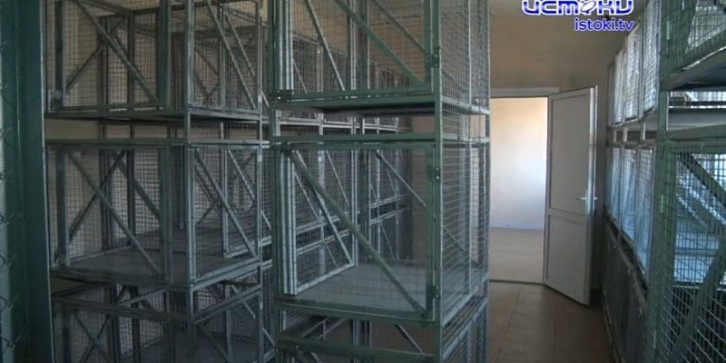 бездомные собаки приют для животных Приют-лабиринт за 40 миллионов: Орловские бездомные животные так и не дождутся обещанного рая?