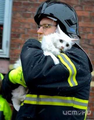 Орловчане поблагодарили пожарных за спасенных котиков  Орловчане поблагодарили пожарных за спасенных котиков