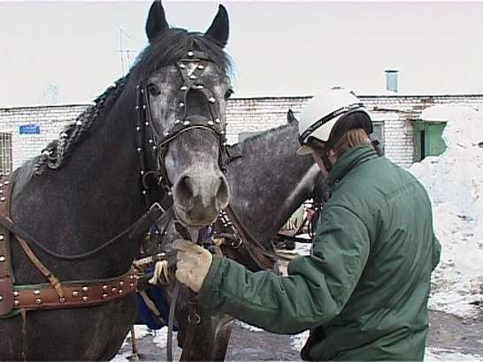 Лошадим бегают резво Лошадим бегают резво