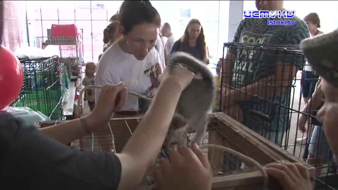 В минувшее воскресенье в Орле прошла благотворительная выставка - она же - пристройство бездомных животных