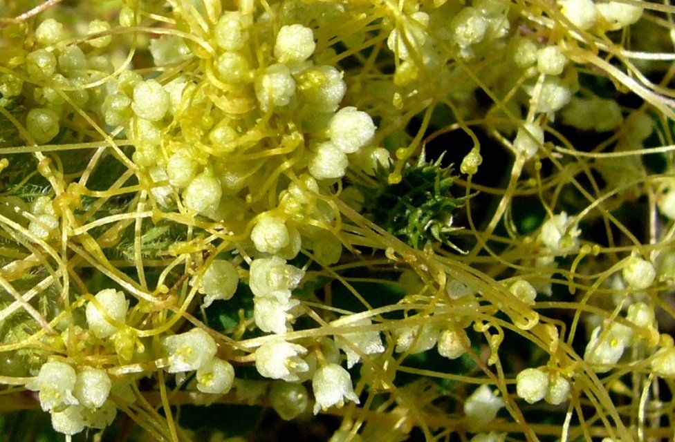 Орловчанам расскажут, как не перепутать повилику и вьюнок