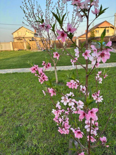 На что надо обращать внимание в посадочном материале?