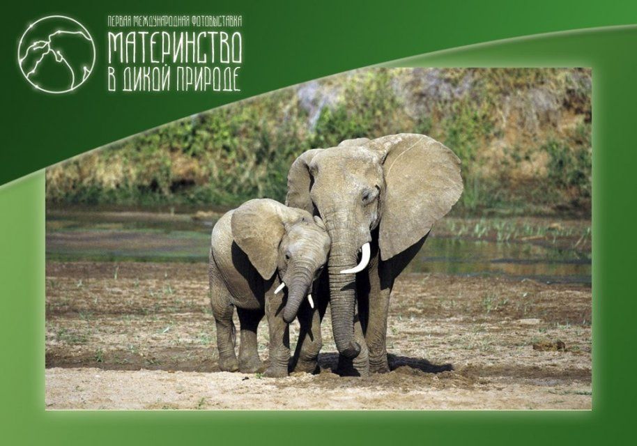 В Орле откроется фотовыставка "Материнство в дикой природе" (0+)