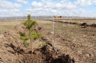 В Орловской области появится «Лес Победы»