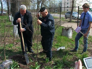 В Орле появились две новых липовых аллеи 