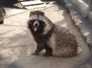 Во Мценском районе установлено бешенство енотовидной собаки