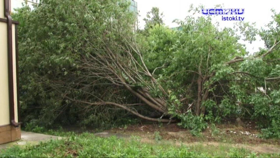 Июль запомнится орловчанам не только изнуряющей жарой, но и ливнями с порывистым ветром