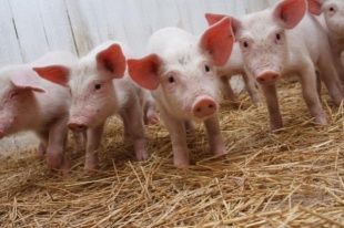 В Колпнянском районе отменят карантин по АЧС