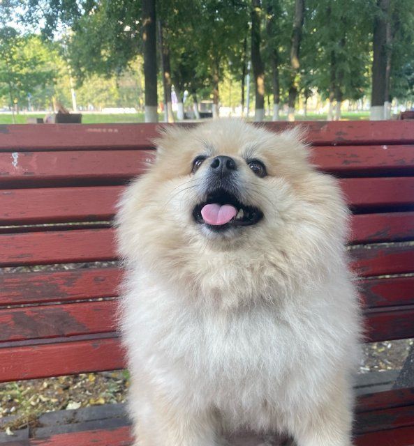 Хозяйка избитого в Орле шпица рассказала о его состоянии