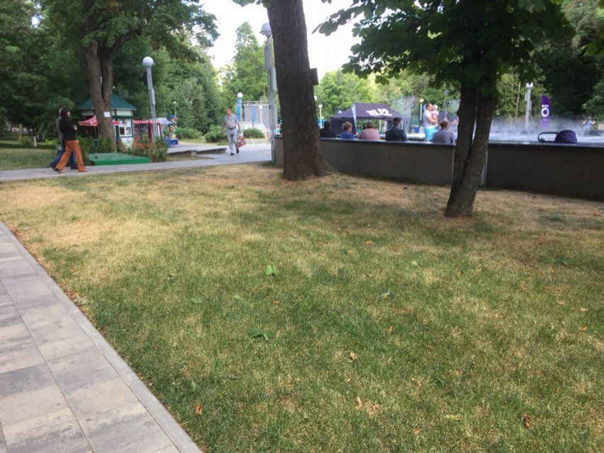 «Мероприятие прошло, галочка поставлена»: почему в Орле так не везет зеленым насаждениям