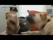 Кто сказал Мяу 3