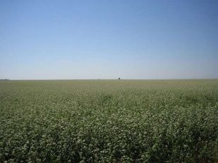 На поддержку растениеводства в Орловской области выделено почти 242 млн рублей