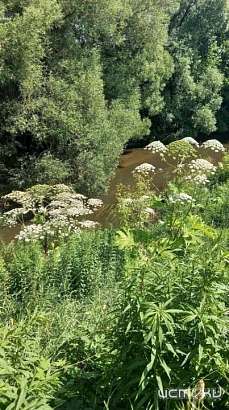 Орловских землевладельцев обязали бороться с борщевиком