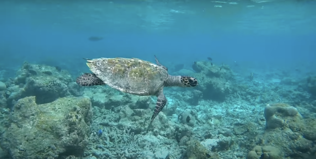 Отдых на Мальдивах: 5 дельных советов для туриста