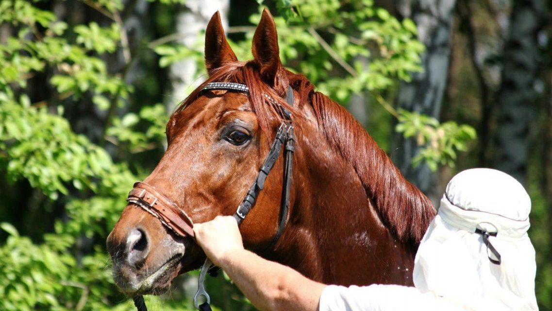 Орловчане могут выиграть сертификат на обучение верховой езде