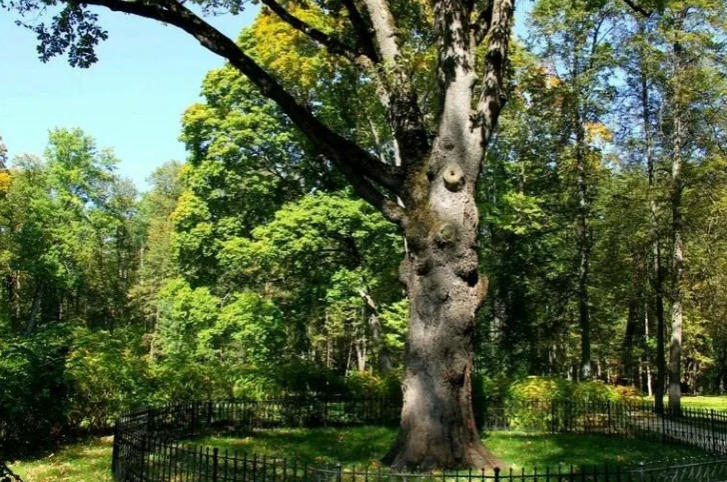 Сегодня стартовало голосование в конкурсе «Европейское дерево года-2022». Россию представляет Тургеневский дуб