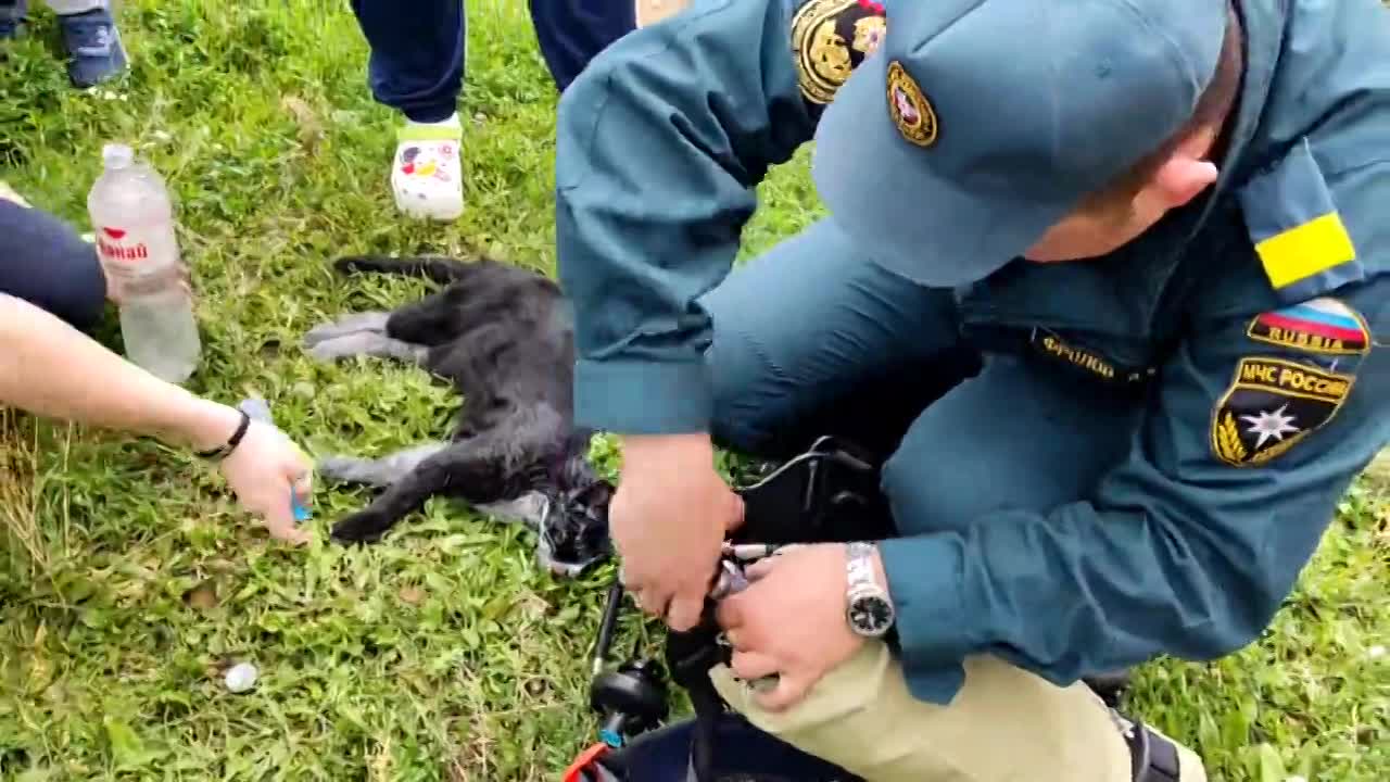 В Орле на ул. Полесской в квартире едва не сгорел кот