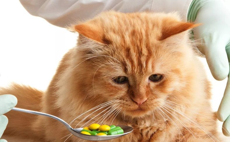 Во Мценске без лицензии торговали лекарствами для четвероногих