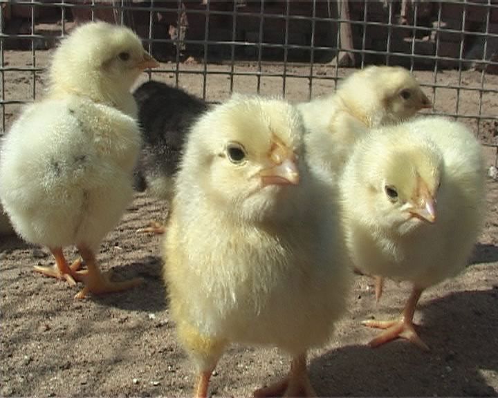 Цыпленок — мутант из поселка Хардиково