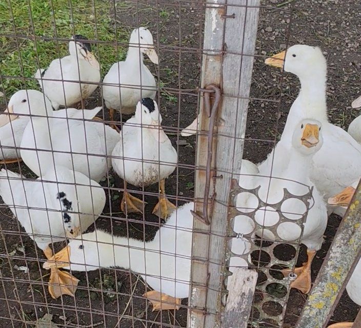 Жителю Орловской области запретили продажу птиц без документов