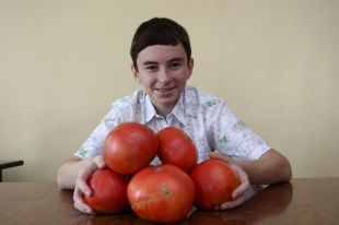Орловский школьник вырастил гигантские помидоры
