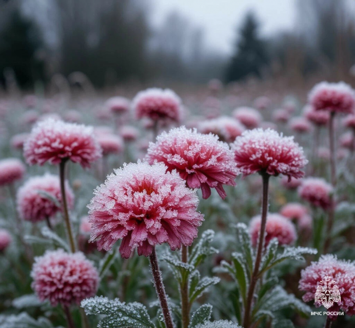 Завтра в Орловской области ожидаются заморозки