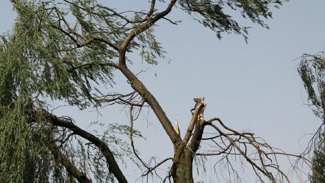 Еще сутки в Орловской области будет бушевать порывистый ветер