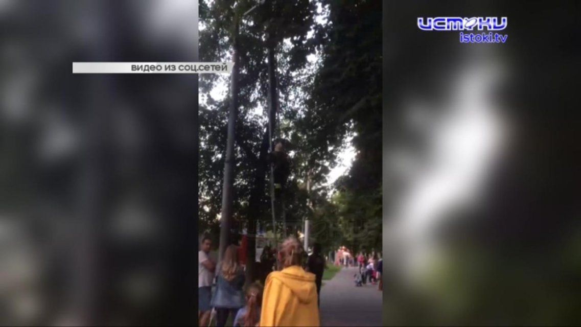 В Орле случилось очень дорогое ДТП, а в центре города развернулась спецоперация по спасению кошки