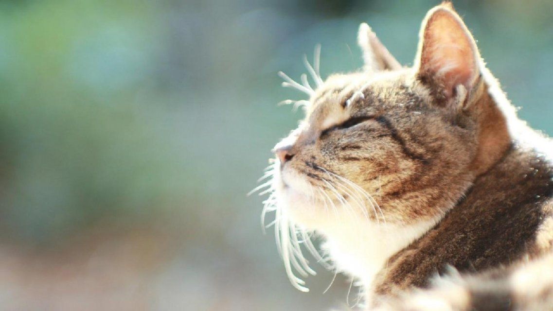 25 февраля в Орле будет солнечным и теплым 