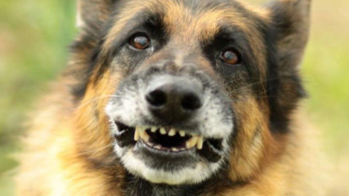 Орловские почтальоны получат почти 2000 приборов для отпугивания собак