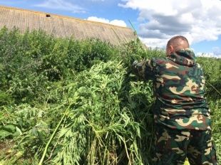 Во Мценском районе полицейские нашли плантацию конопли