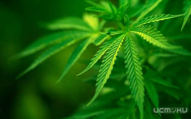 В Ливнах полицейские обнаружили и изъяли в гараже местного жителя 6,5 кг конопли