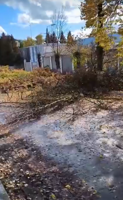 В Орле на Наугорском шоссе начали вырубать здоровые деревья