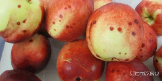 На орловском складе нашли яблоки с калифорнийской щитовкой