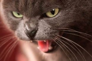 В Урицком районе установлено бешенство кошки