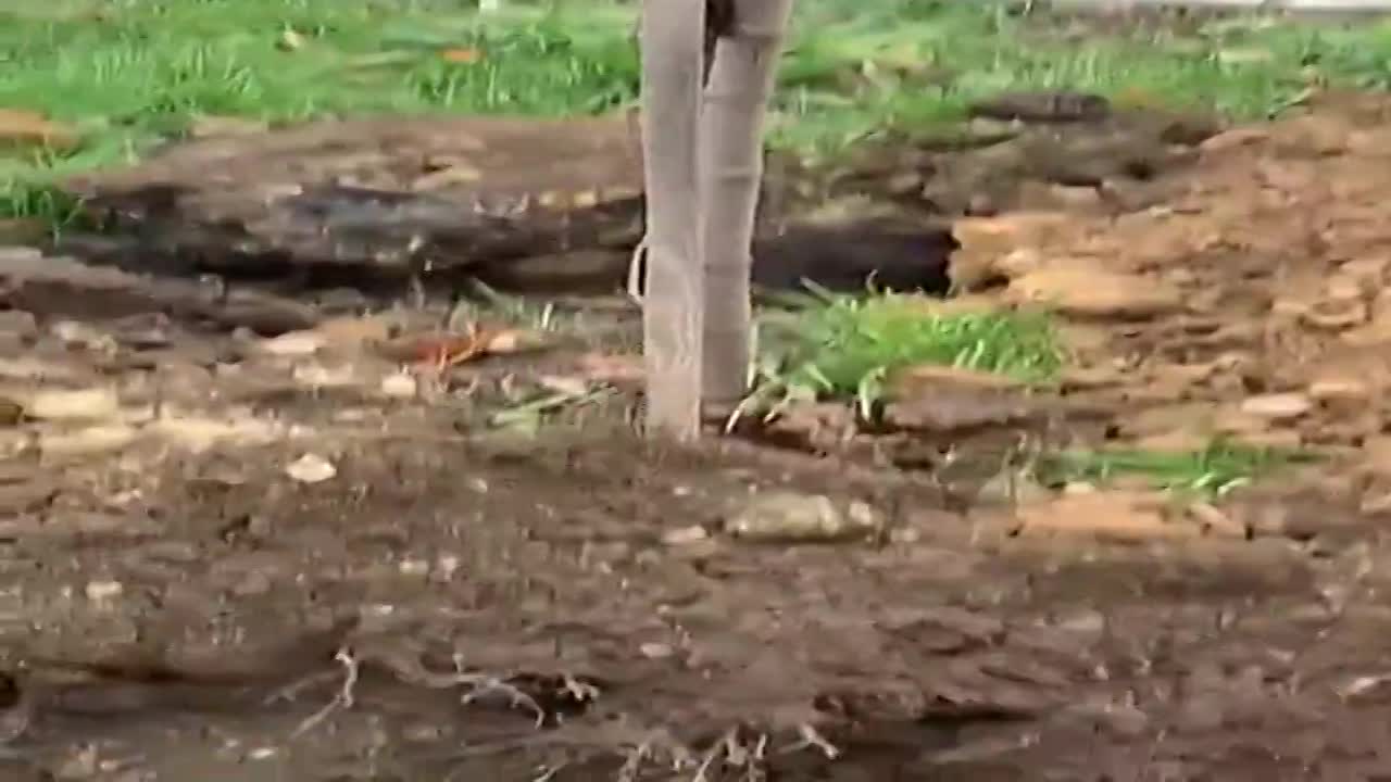 Жительница Орла пыталась спасти от гибели деревья на ул. Ломоносова