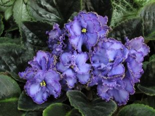 Цветы в библиотеке им. И.А. Бунина