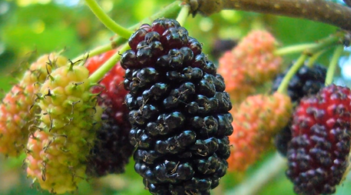 О пользе ягод шелковицы