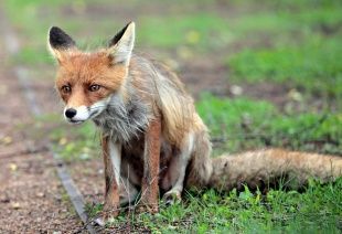 В Хотынецком районе нашли бешеную лису