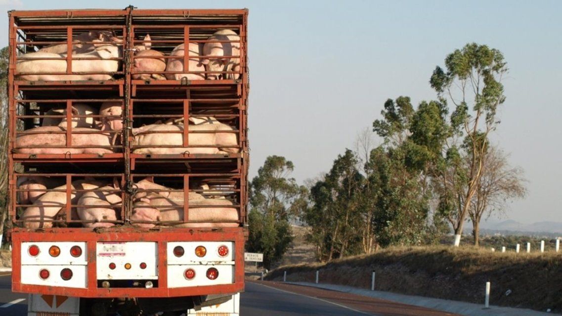 В прошлом году на Орловщину ввезли 86 тысяч голов скота и птицы