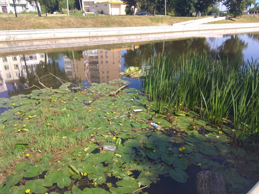 Кувшинки в мусоре: состояние русла Орлика обеспокоило общественников