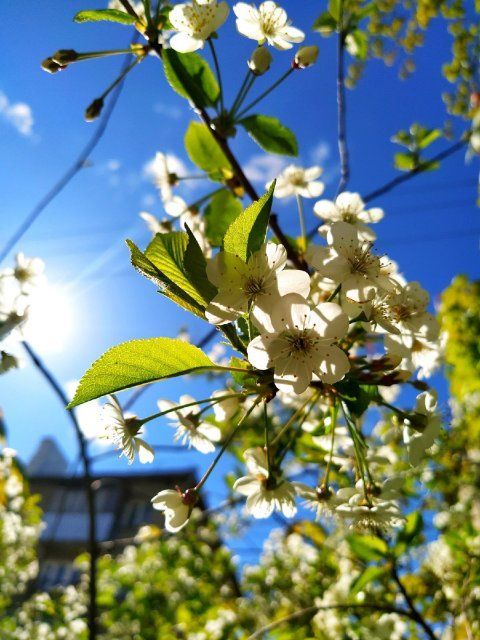 Тропическая жара в Орловской области немного отступит