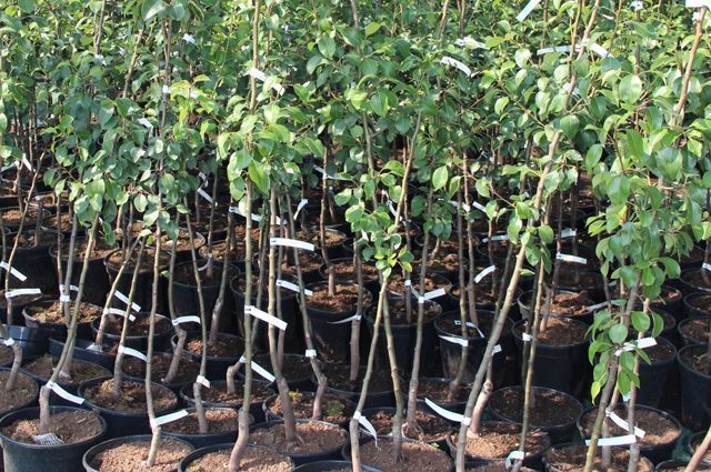 В Ульяновскую область отправили 22 тысячи орловских яблонь