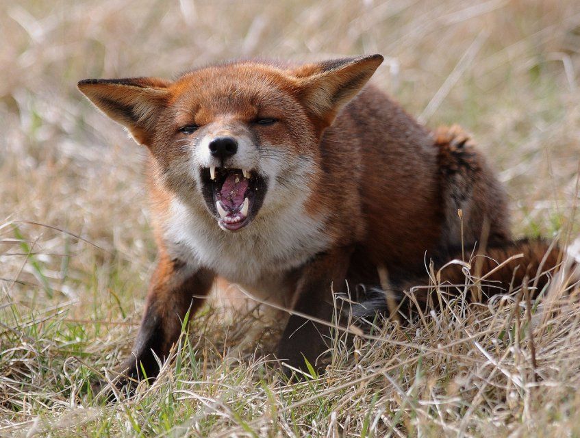 3 случая против 46: на Орловщине победили бешенство?